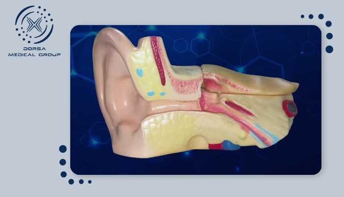 ام آر آی گوش داخلی به چه منظور و چگونه انجام می شود؟ 